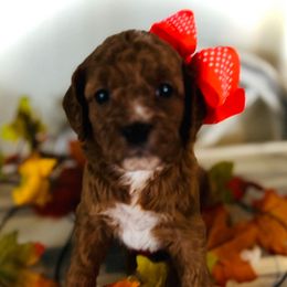 Nala - Red female Cavapoo puppy in Bradenton, Florida from Christianna’s Mini Goldendoodles