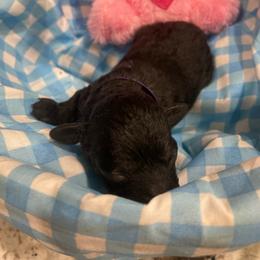 BFP - Black female Poodle puppy in Bee Branch, Arkansas from Scroggins Creek Doodles