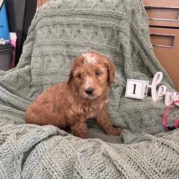 Boy 1 - Apricot male Goldendoodle puppy in Hudson, Indiana from Kim’s Doodles