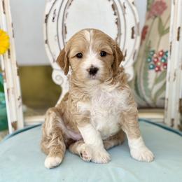 Crumpet - Apricot female Goldendoodle puppy in Mapleton, Utah from Natural Doodle Life