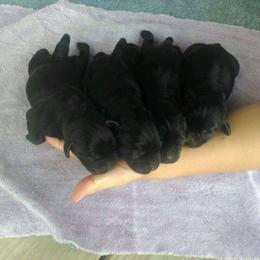 Girl 2 - Black female Labrador Retriever puppy in Archer Lodge, North Carolina from Archer Lodge Labradors