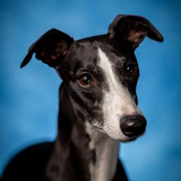Whippets from PyneTree Whippets