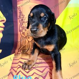 Blue Collar - Black and rust male Doberman Pinscher puppy in Louisville, Kentucky from Ruiz Dobermans