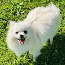 Prue - White female Pomeranian puppy in St. Louis, Missouri from Saint Louis Pomeranian babies