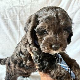Luigi - Merle male Cockapoo puppy in Adrian, Oregon from ApplebyFarm
