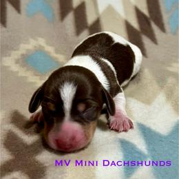 Prince - Piebald male Dachshund puppy in Carlsbad, Texas from MV Mini Dachshunds