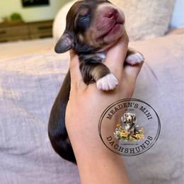 Yellow collar - Dapple male Dachshund puppy in Beaver, Pennsylvania from Meaden’s Mini Dachshunds