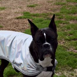 Boxer All Grown Up from Bluegrass Brawn Boxers