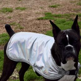 Boxer All Grown Up from Bluegrass Brawn Boxers