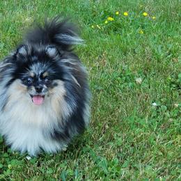 Sebastian - Blue merle male Pomeranian puppy in El Paso, Texas from Texas quality pomeranians