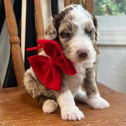 Red - Chocolate merle male Bernedoodle puppy in Curtice, Ohio from The Pink Doghouse