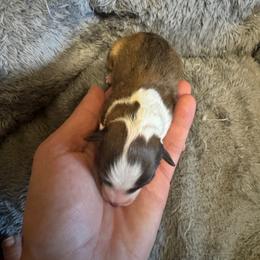Mira - Sable and white female Shetland Sheepdog puppy in Mi   Clarkston, Michigan from Heslip Family Puppies