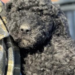 Chewbacca - Black male Poodle puppy in Harrisburg, Missouri from Grammie's  Poodles and Grampies Labradors