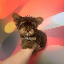 Deuce - Chocolate and tan male Yorkshire Terrier puppy in Flowood, Mississippi from Prissy PawPals