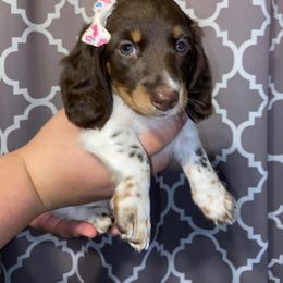 Dachshund Puppies from Dreaming of Dachshunds
