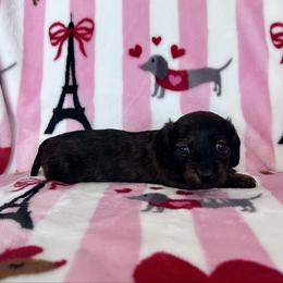 Miss Yellow - Brindle female Dachshund puppy in Willow Springs, Missouri from Krazy Acre Farm