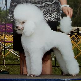 Poodles from Chantur Poodles