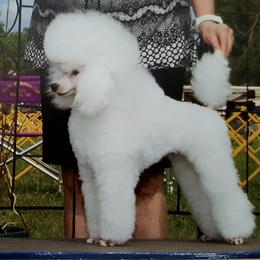 Poodles from Chantur Poodles