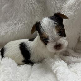 Stefan AKC - Chocolate, tan and white male Yorkshire Terrier puppy in Labelle, Florida from Chocolate and Parti Yorkies in Florida