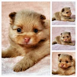 Penelope - Chocolate sable female Pomeranian puppy in Forsyth, Illinois from Amazing Grace Pomeranians