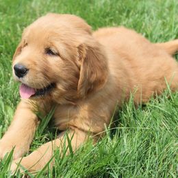 Australian Shepherd and Golden Retriever Puppies from Sterling Valleys Goldens and Aussies