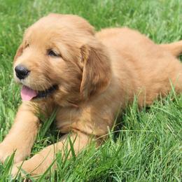 Australian Shepherd and Golden Retriever Puppies from Sterling Valleys Goldens and Aussies
