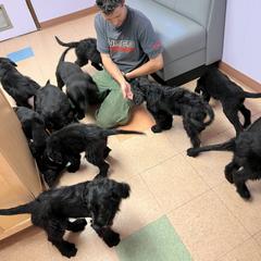 Assorted Doodle Crosses Puppies from Golden Mountain Doodles