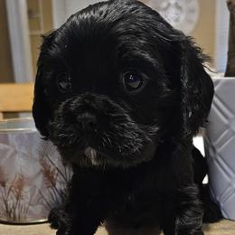 Litter of 5 - Black and tan female Cavalier King Charles Spaniel puppy in Memphis, New York from Cross Lake King Cavs