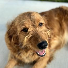 June - Goldendoodle