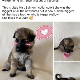 German Shepherd Puppies from Devon Rugerio's German Shepherds