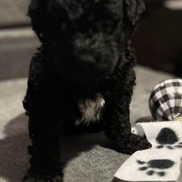 Portuguese Water Dogs from Oakhillpwd