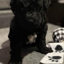 Portuguese Water Dogs from Oakhillpwd
