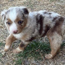 Girl 1 - Red merle female Australian Shepherd puppy in Lubbock, Texas from REKN’ Kennel Aussies