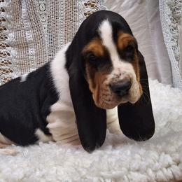 Emmit - Black brown and white male Basset Hound puppy in Mack's Creek, Missouri from Mack's Creek Basset Hounds