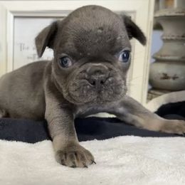 Noah - Liver male French Bulldog puppy in Warm Springs, Arkansas from Seven Hills Arkansas
