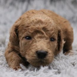 Poodle Puppies from Absolutely Pampered Poodles