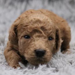 Poodle Puppies from Absolutely Pampered Poodles
