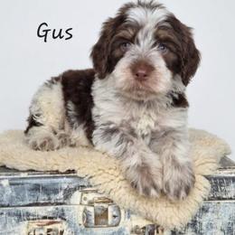Gus - Liver white and tan male Springerdoodle puppy in Fargo, North Dakota from Dakota SpringerDoodles