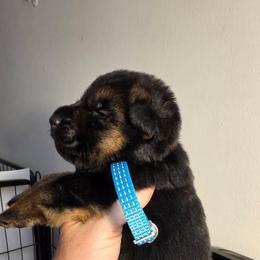 Coast (Light Blue Collar) - Black and tan male German Shepherd puppy in Roanoke, Alabama from Von Schönen Träumen German Shepherds