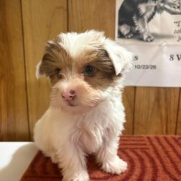 Boy 1 - Parti male Yorkshire Terrier puppy in Bear Creek, North Carolina from Yorkie Time
