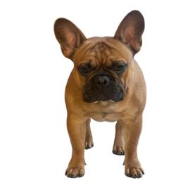 Reggie - French Bulldog