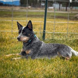 Naughty - Blue speckled female Australian Cattle Dog puppy in Spokane, Washington from 4D Cattle Dogs