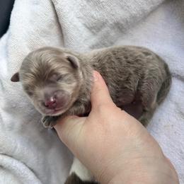 Nico - Lavender male Pomeranian puppy in Bogata, Texas from Kerrie’s Pomeranian