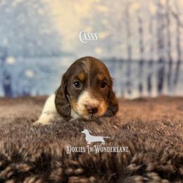 Cherry Pie - Chocolate and tan female Dachshund puppy in Rainier, Oregon from Doxies in Wonderland