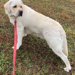 Chief - Yellow male Labrador Retriever puppy in Maynardville, Tennessee from Three Bears Labradors