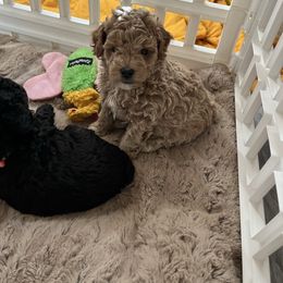 Darla - Cream female Poodle puppy in St George, Utah from Pearson's Poodles