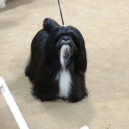 Lhasa Apso All Grown Up from KarLyn Lhasa Apsos