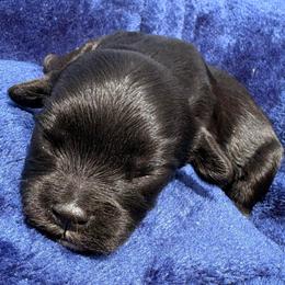 BlackBerry - Black female Cavapoo puppy in El Sobrante, California from Mckendra's Legacy