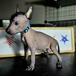 Boy 1 - Black male Xoloitzcuintli puppy in Myakka, Florida from Experience The Wild