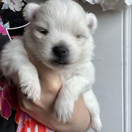 Debbie - White female Pomeranian puppy in St. Louis, Missouri from Saint Louis Pomeranian babies